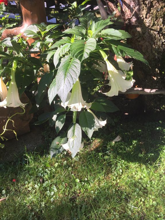 Pension Wieser "Baschtlmai" Altenmarkt im Pongau Exteriér fotografie